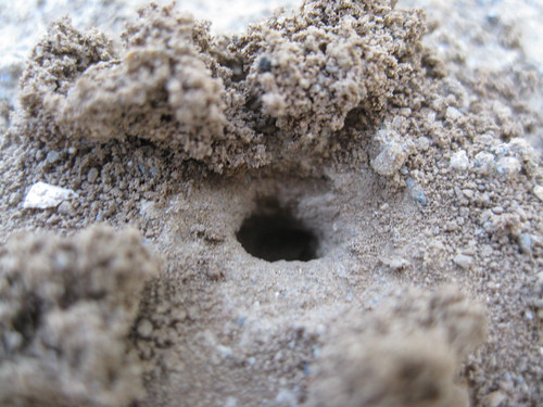 Close to the Ant Hill