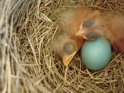 baby robins ©2011 jessi k 
