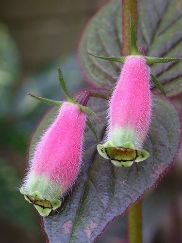Seemannia purpurascens