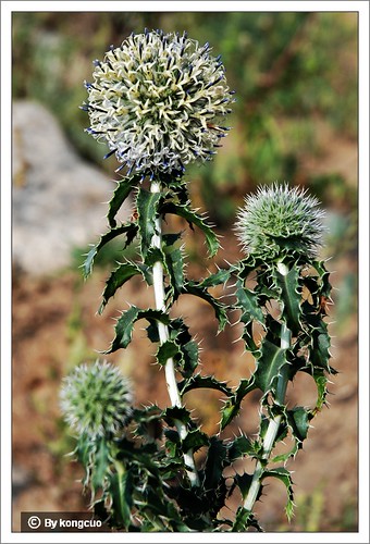 内蒙古植物照片-菊科蓝刺头属蓝刺头