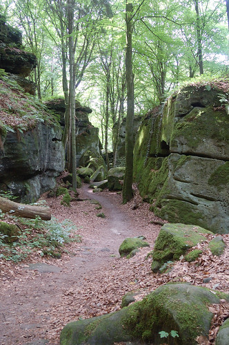 Trail, trees and rocks