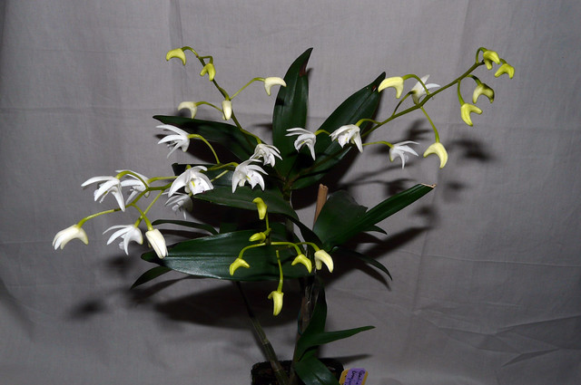 Dendrobium kingianum 'album' [1-2] species orchid 3-09 (1st bloom after 5-08 division)