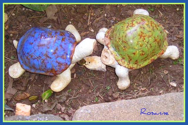 Turtle War