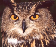 Euopean Eagle Owl