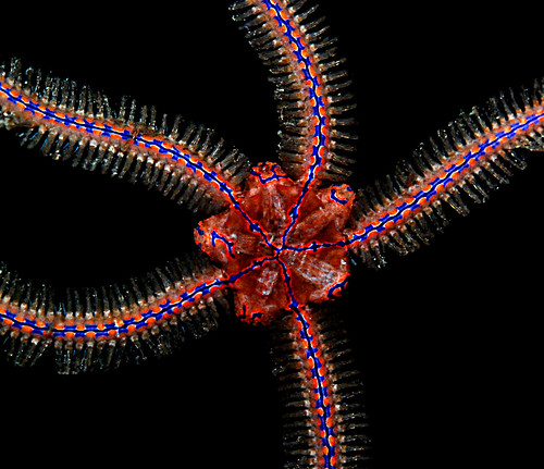 Electric brittle-star (Ophiothrix sp), GBR, Australia