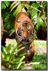 Tigers at the Palm Beach Zoo