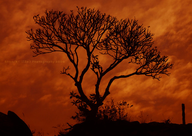 Silhouette in the Lonely World by Easa Shamih