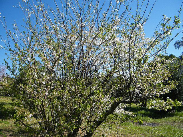 Prunus domestica - ameixoeira - 1