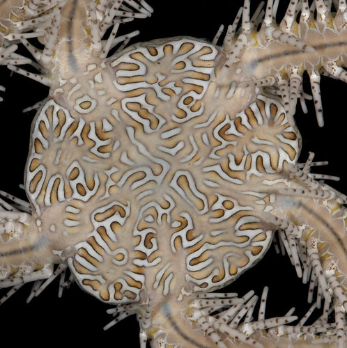 Labyrinth brittle star