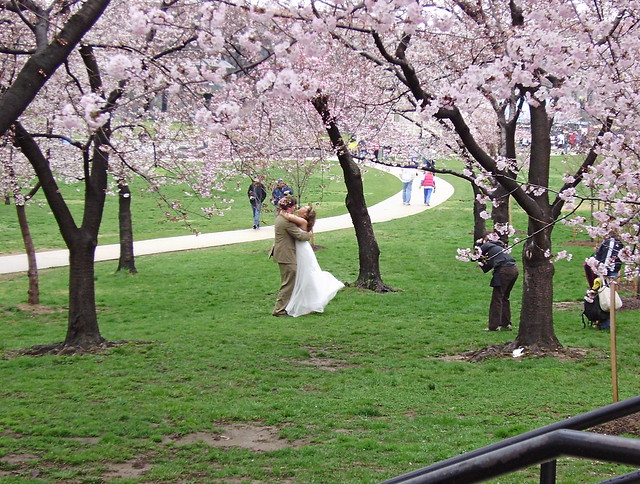 Couple posing for wedding photos amidst cherry blossoms