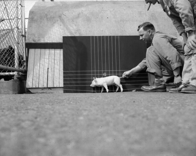 1956 100-F ANIMAL FARM - HANFORD HOG