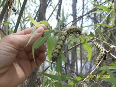 stinging fuzzy caterpillars - Nevada Buck Moth (Hemileuca nevadensis)?