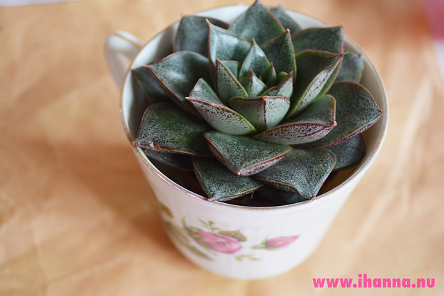 Eye Candy | Succulent in a cup
