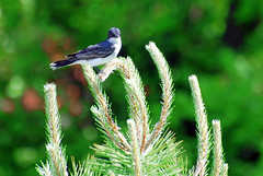 Tree Swallow 
