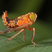 Leafhopper (Coelidia olitoria) nymph