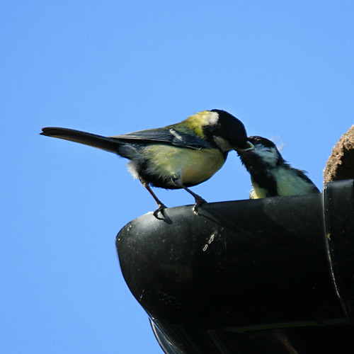 Bird feeding fledgling