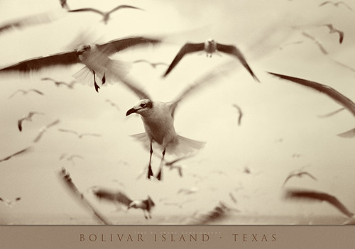 Gulls in Galveston Texas