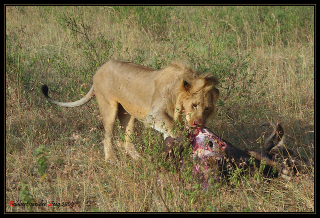 Lion Food | Flickr - Photo Sharing!