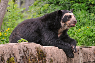 Lounging spectacled bear