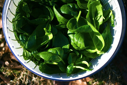 First Spinach Harvest
