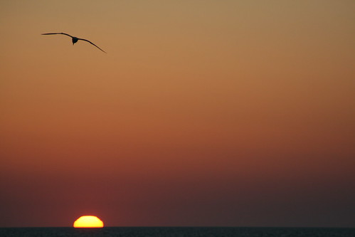 Another seagull/sunset picture