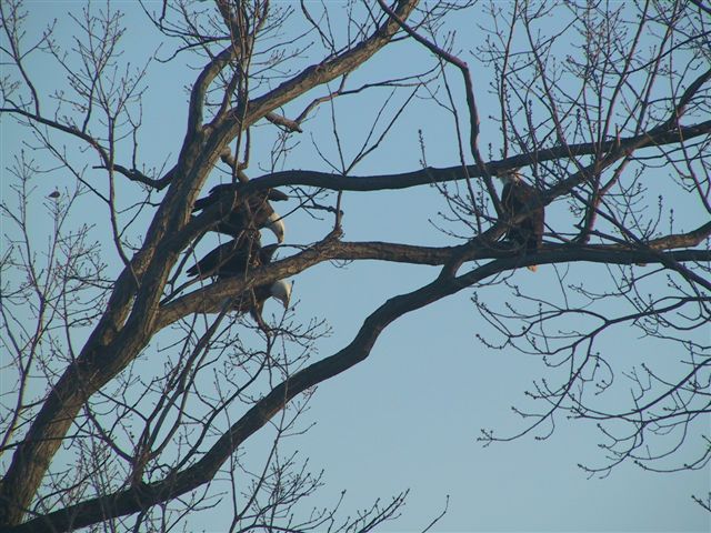 Three adult eagles at Caledon