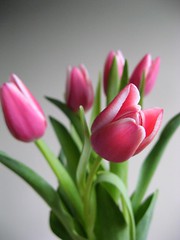 tiptoe through the tulips