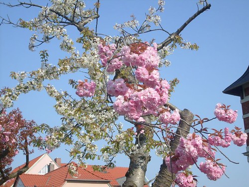 Rosa und weiße Blüten an einem Kirschbaum