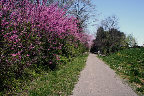 Red Buds bloom along WR Trail