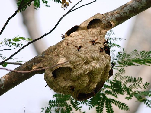 Lesser Banded Hornet nest