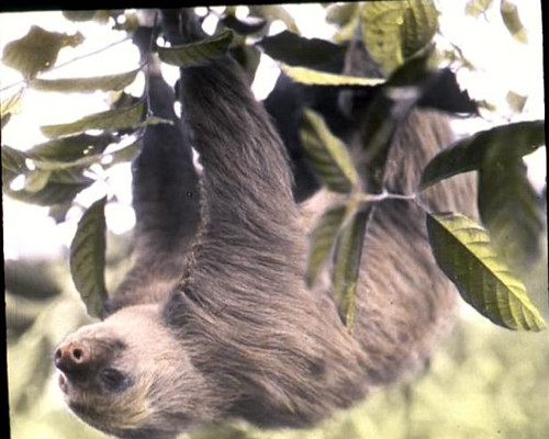 Two-toed sloth in a tree