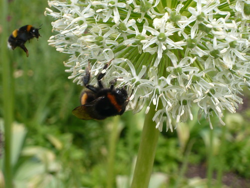 Bees on Allium