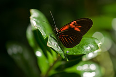 Tropical Butterfly House at Seattle's Pacific Science Center