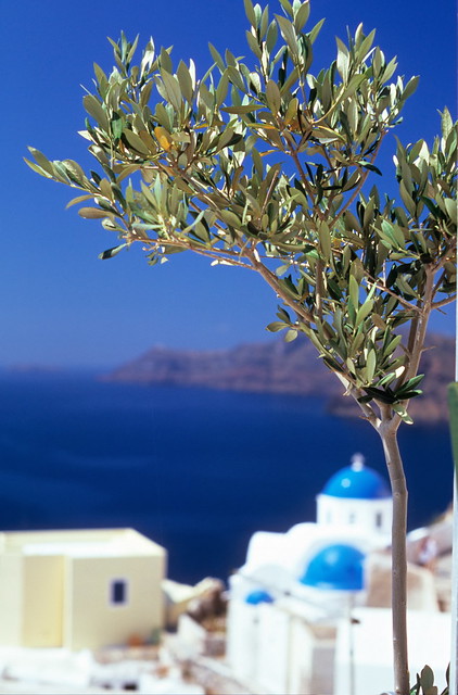 olive tree (santorini)