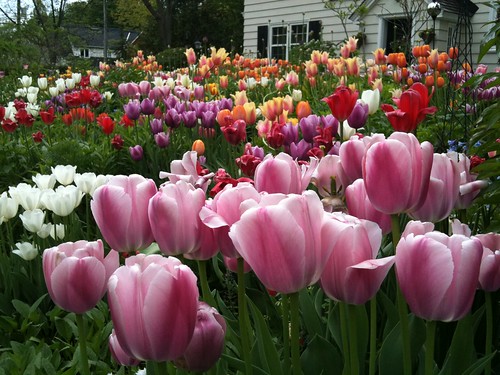 tulips in rockcliffe park