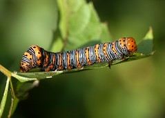 Caterpillars 