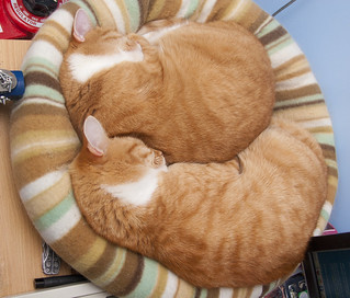 Gingers in desk cat bed