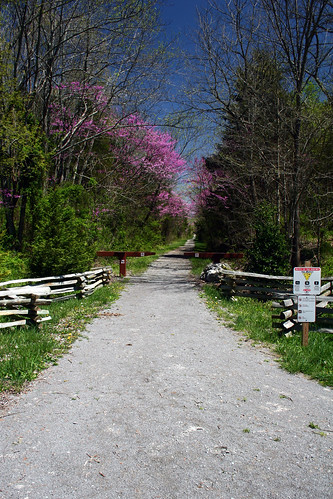 Redbuds in bloom along Wilderness Road Trail