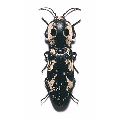 Beetles: Elateridae and Eucnemidae