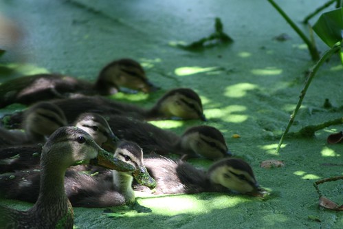 baby ducks pictures