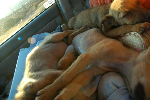 3 Sleepy puppies in transport, front seat, to the next hotel, recovering nicely from starvation, Baja California, Mexico by Wonderlane
