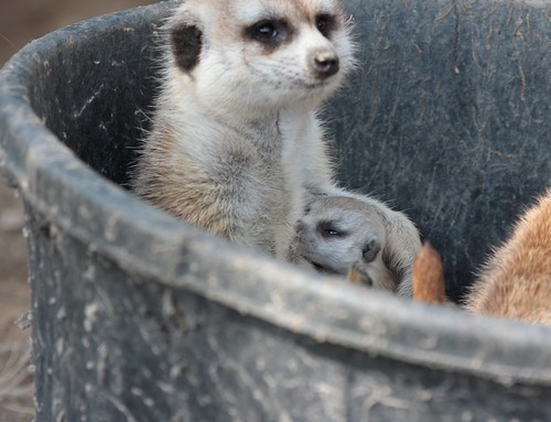 Mom meerkat with baby
