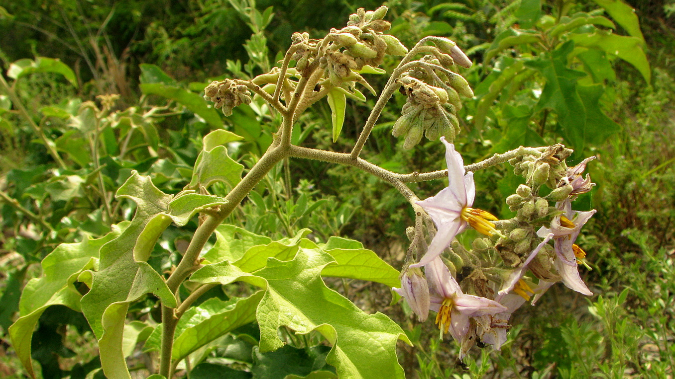 Solanum pseudoauriculatum image