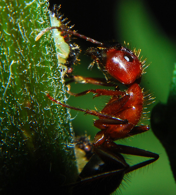 Red Fire Ant Macro |