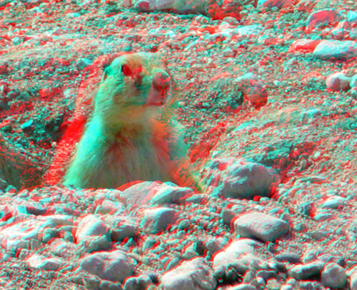 Prairie Dog Anaglyph 3D Use red cyan glasses to view in 3D
