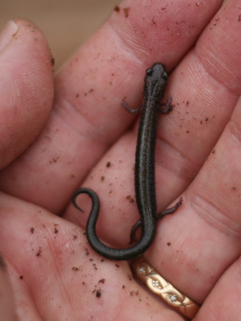 Redback Salamander (Plethodon cinereus) "lead phase"