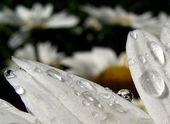 Flowers with Water Droplets