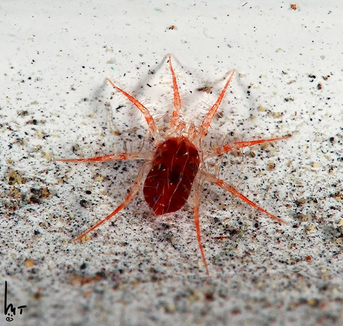Tetranychidae - Spider Mite