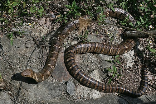 photo credit TAN KIT SUN of Kadoorie Farm. Snake. Venomous. King Cobra. Ophiophagus hannah . Elapidae