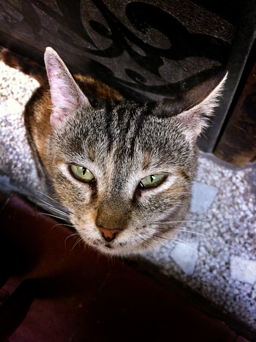Quirky kitty in Khan el Khalili